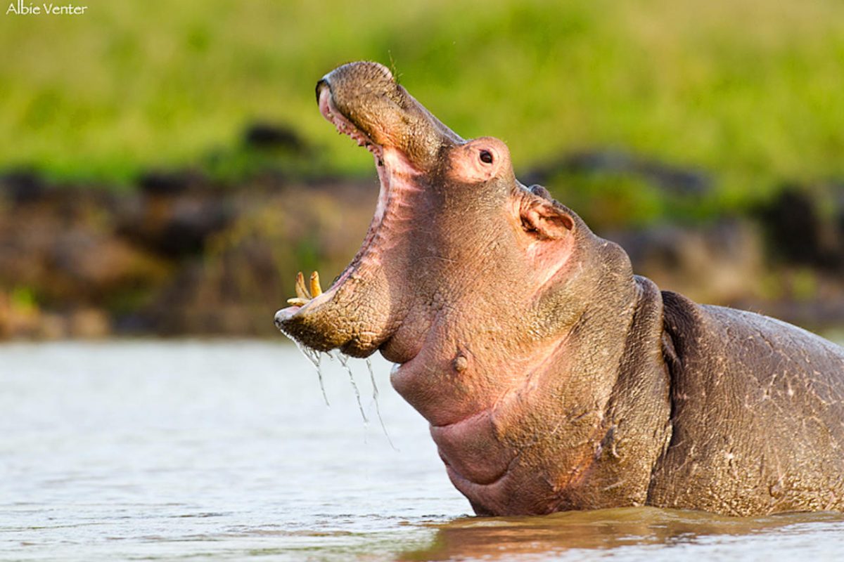 a Hippo at Sosian Lodge